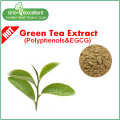 Extracto de té verde natural con polifenoles